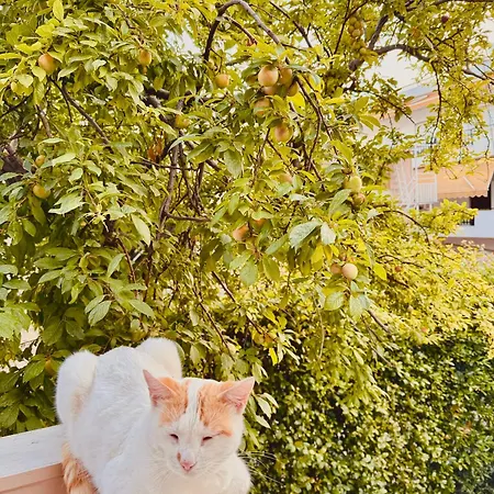 شقة Amalia House Nea Kallikrateia